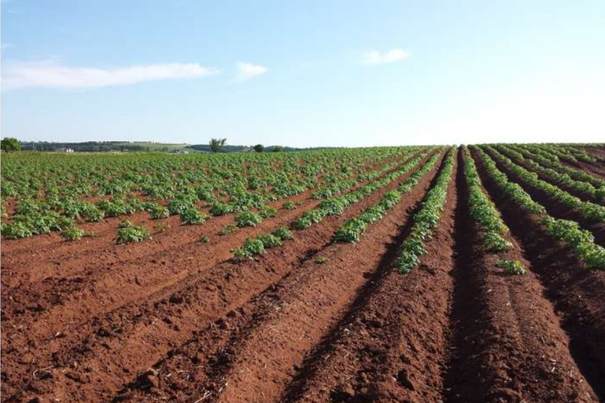 tingginya-kandungan-garam-di-tanah-ancam-pertanian-global