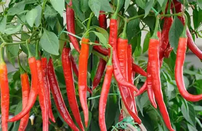 Cabe Merah (red chili)